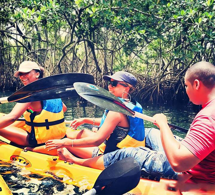 Partez en randonnée guidée en kayak dans la mangrove.