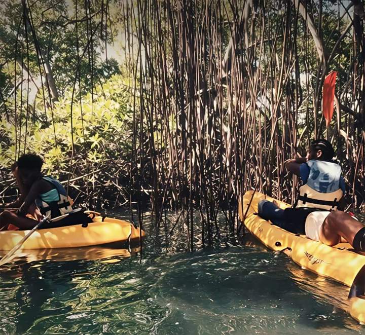 Visite mangrove kayak Martinique