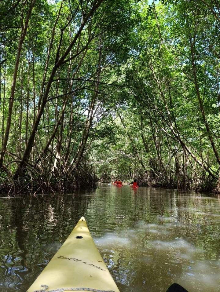 Ballade guidée en kayak Martinique