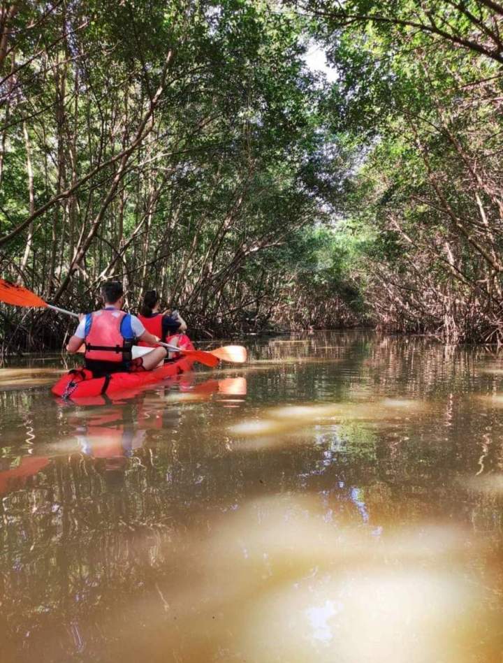 Explorer la mangrove en kayak Martinique